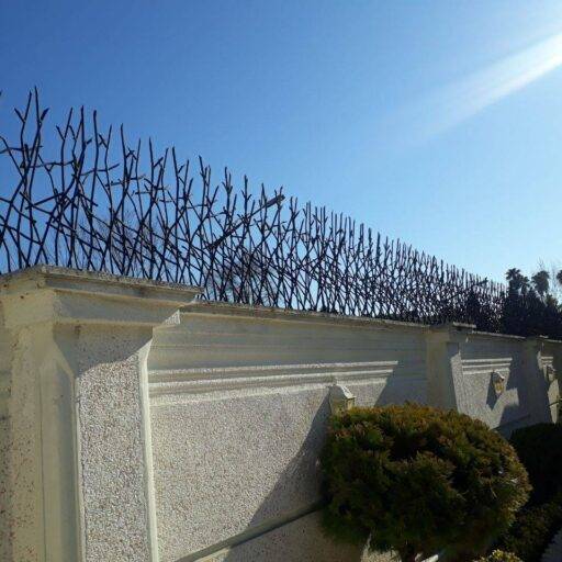 حفاظ شاخ گوزنی